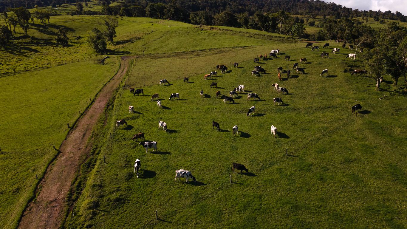 Aerial view of cows in a herd on a green pasture with cloudy blue sky